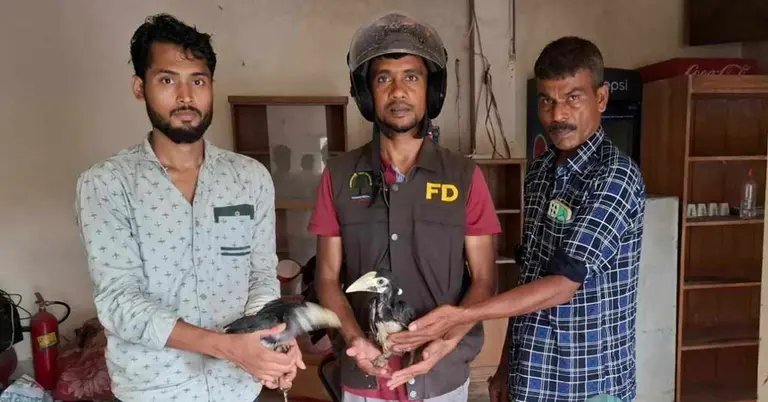 উদ্ধারকৃত পাকড়া ধনেশ পাখি